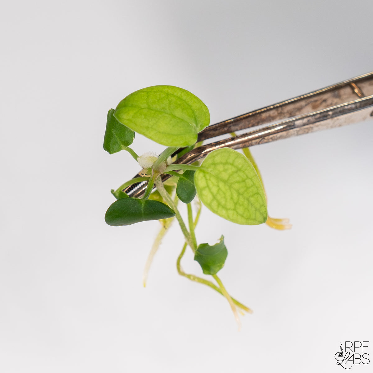 anthurium forgeti Anthurium 'Forgetii' TC Plantlet – RPF Labs