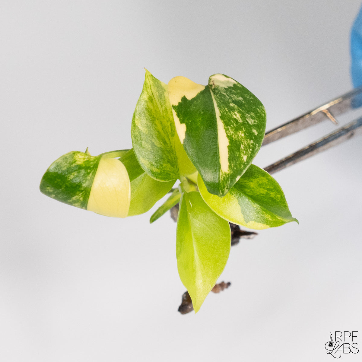 Monstera 'Yellow Marilyn' TC Plantlet – RPF Labs