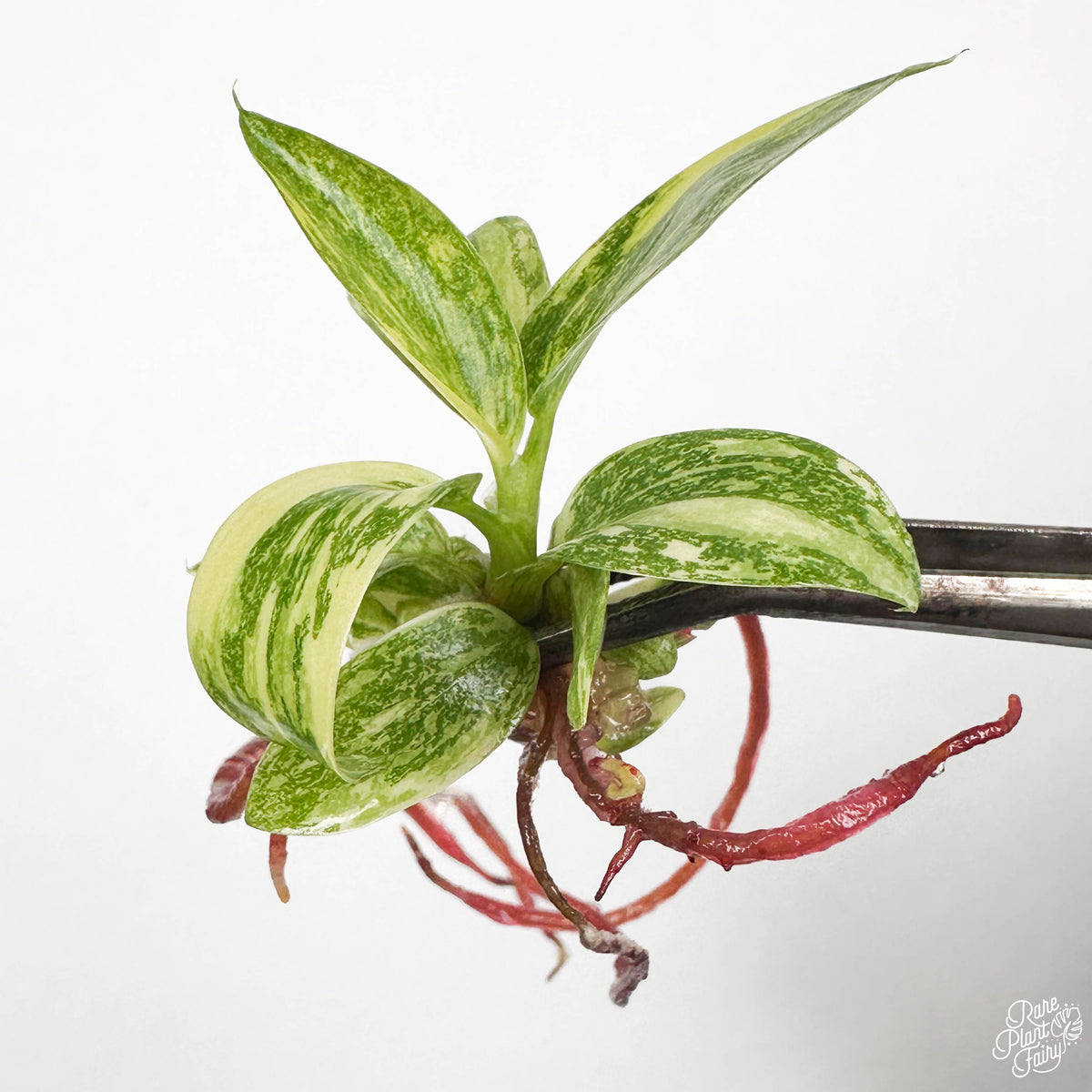 Philodendron 'Green Congo Nuclear' TC Plantlet – RPF Labs