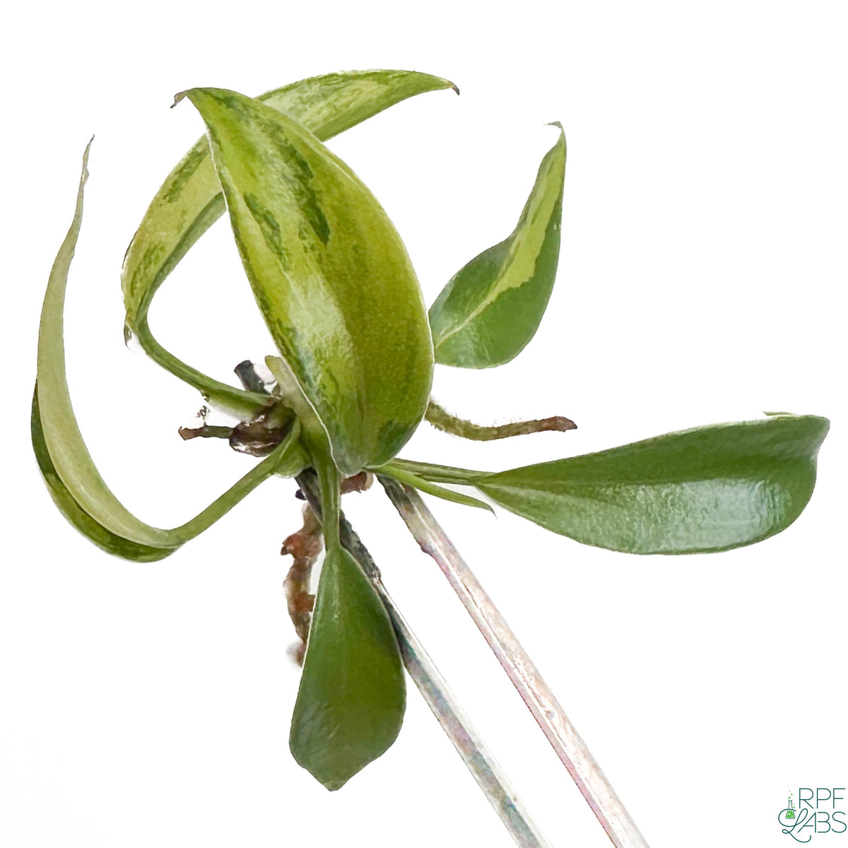 Philodendron 'Joepii' Variegated TC Plantlet – RPF Labs