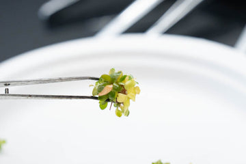 Demystifying Plant Tissue Culture: A Beginner's Guide to Unlocking Nature's Secrets