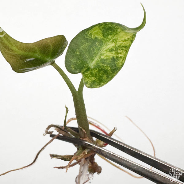 Alocasia 'Bambino' Aurea Variegated TC Plantlet