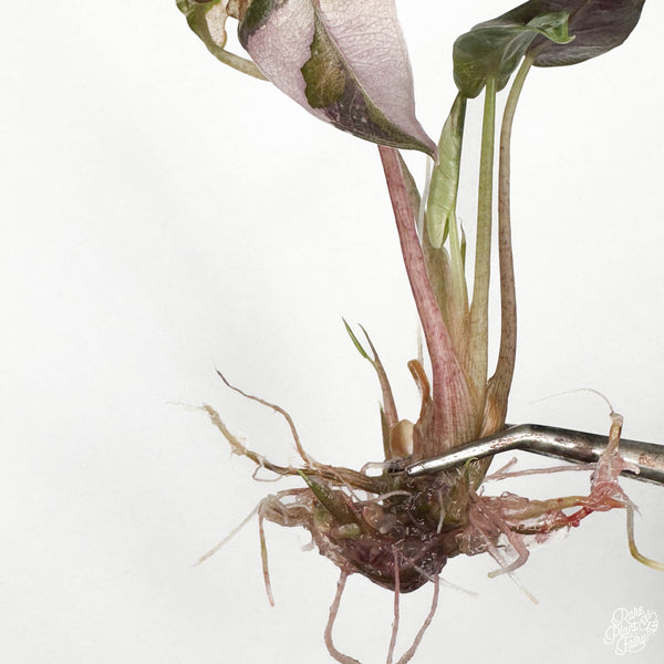 Alocasia 'Bambino' Pink Variegated TC Plantlet