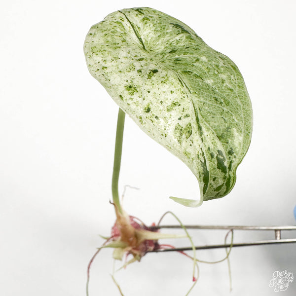 Alocasia 'Dragon Scale' Mint Variegated TC Plantlet