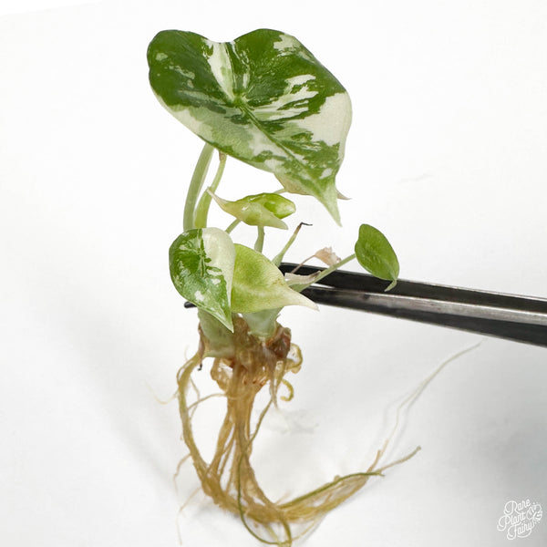 Alocasia 'Frydek' Variegated TC Plantlet