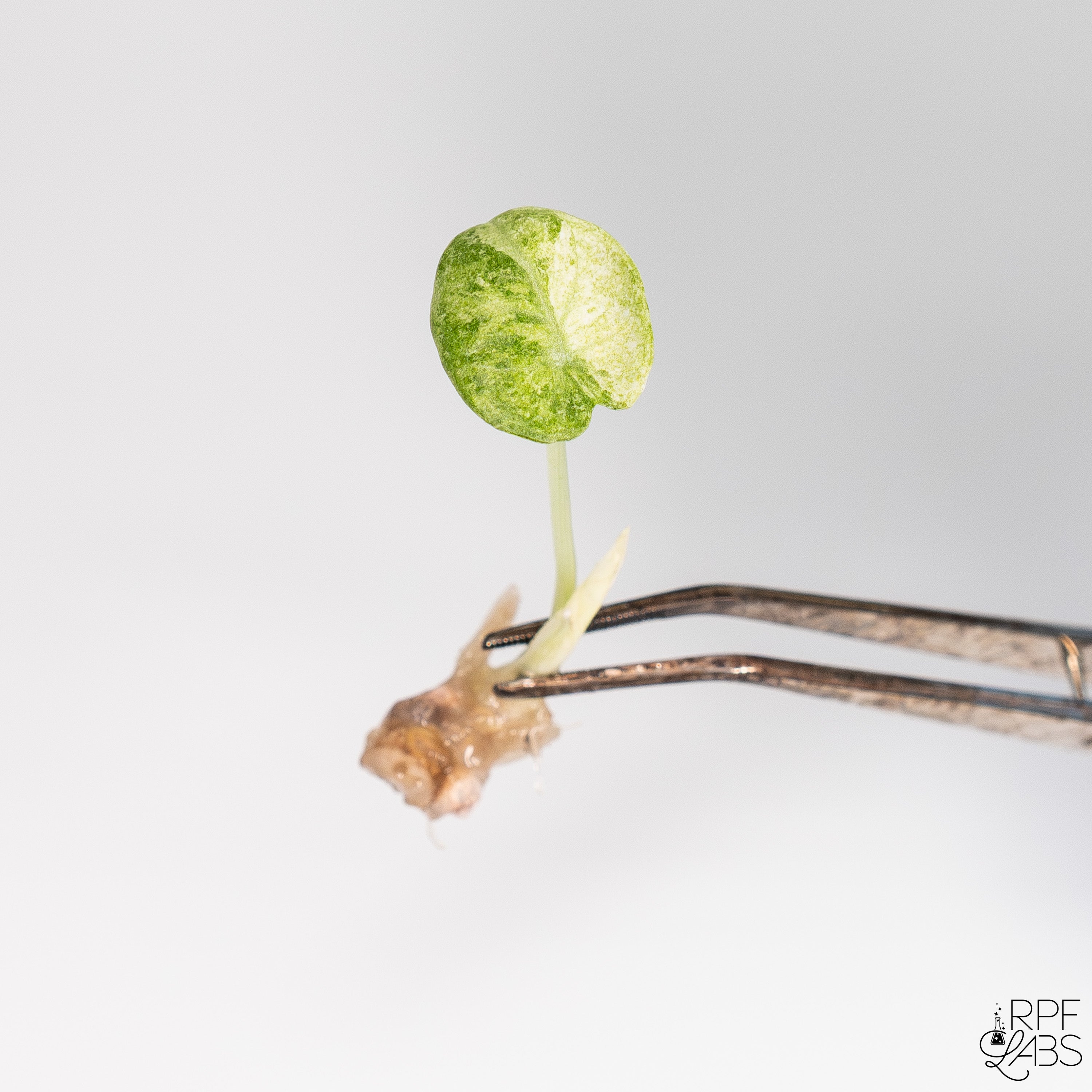 Alocasia – RPF Labs