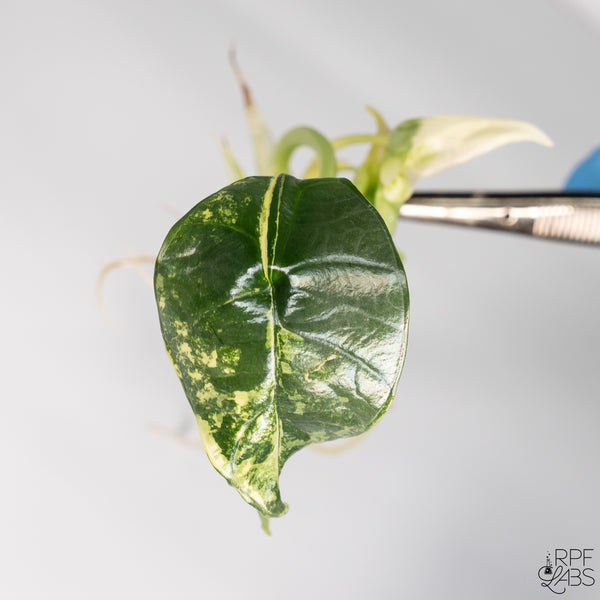 Alocasia 'Platinum' Albo Variegated TC Plantlet
