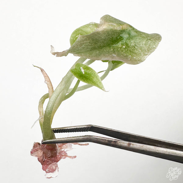 Alocasia 'Polly' Mixed Variegated TC Plantlet