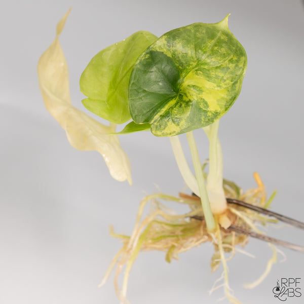 Alocasia 'Silver Dragon' Variegated TC Plantlet