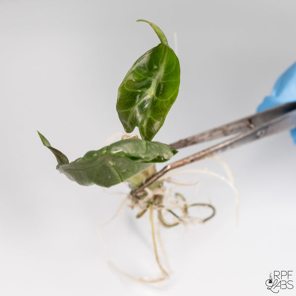 Alocasia 'Venom' TC Plantlet
