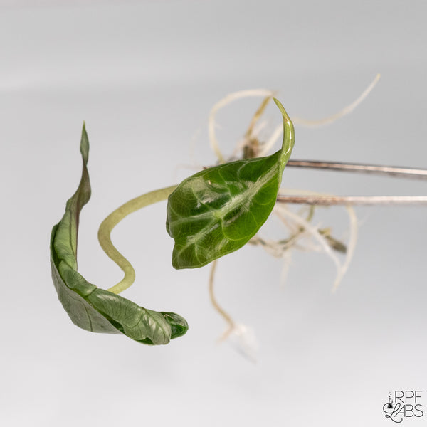 Alocasia 'Venom' TC Plantlet