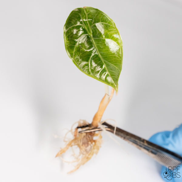 Alocasia azlanii Aurea Variegated TC Plantlet