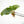 Alocasia scalprum Aurea Variegated TC Plantlet