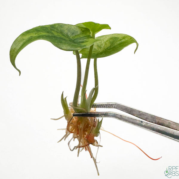 Alocasia scalprum Aurea Variegated TC Plantlet