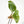 Alocasia scalprum Aurea Variegated TC Plantlet