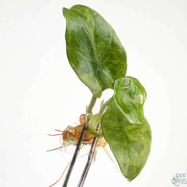 Alocasia scalprum Aurea Variegated TC Plantlet