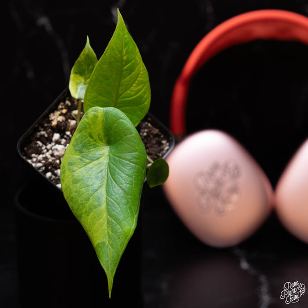 Alocasia scalprum Aurea Variegated TC Plantlet