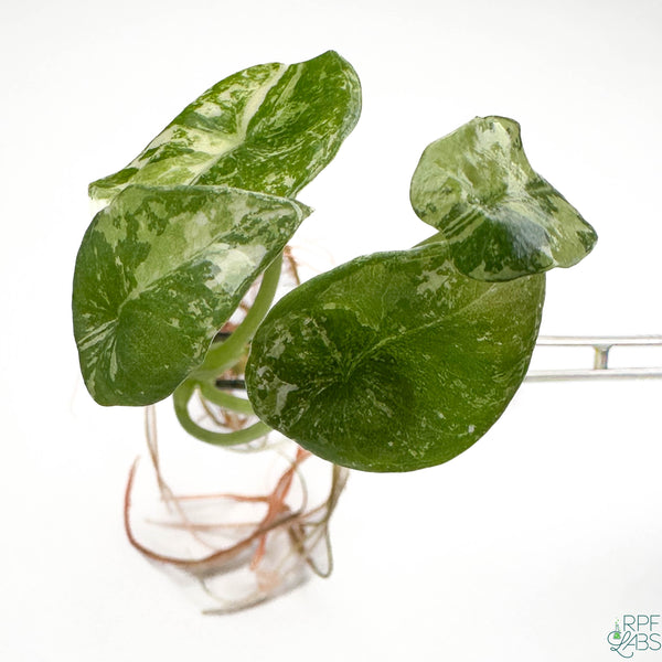 Alocasia sinuata Albo Variegated TC Plantlet