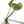 Alocasia sinuata Albo Variegated TC Plantlet