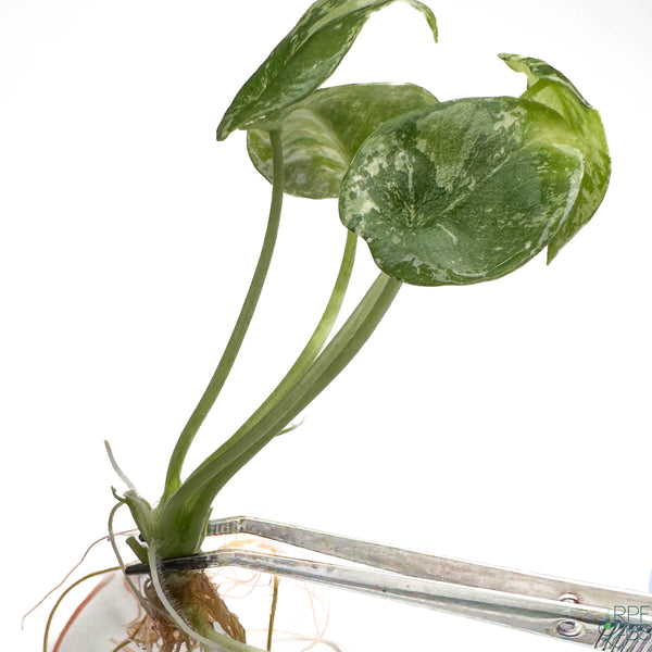 Alocasia sinuata Albo Variegated TC Plantlet