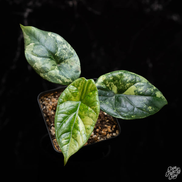 Alocasia sinuata Albo Variegated TC Plantlet