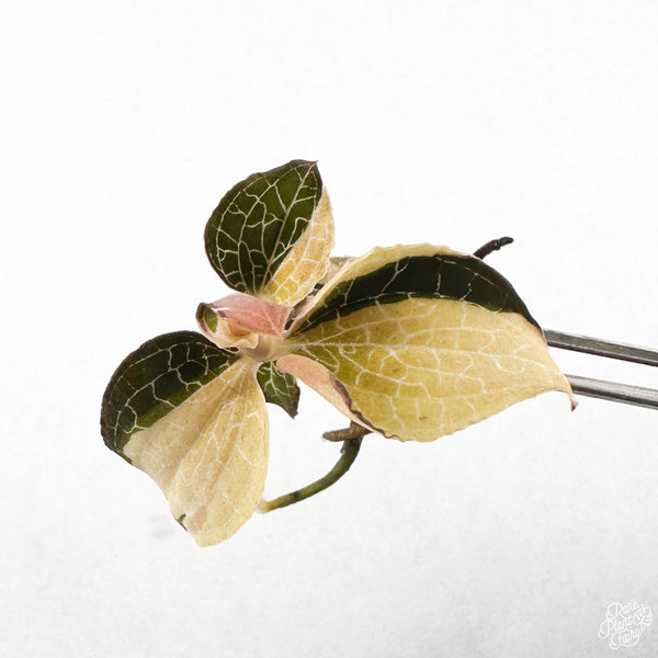 Anoectochilus formosanus Variegated TC Plantlet