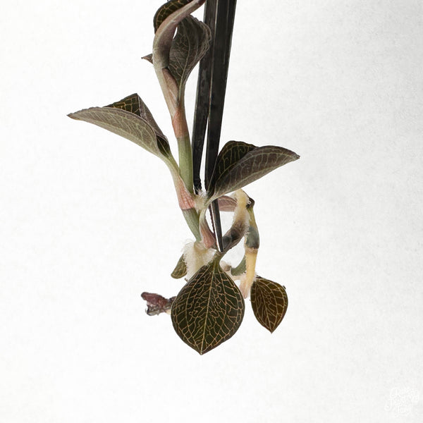 Anoectochilus roxburghii 'Hong Sia' TC Plantlet