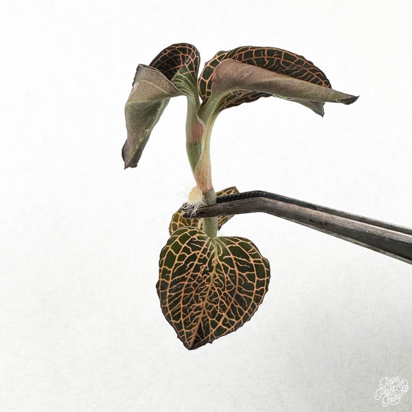 Anoectochilus roxburghii 'Large Leaves' TC Plantlet