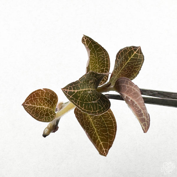 Anoectochilus roxburghii 'Thick Stem, Large Leaves' TC Plantlet