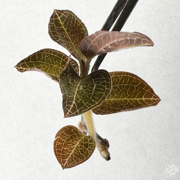 Anoectochilus roxburghii 'Thick Stem, Large Leaves' TC Plantlet