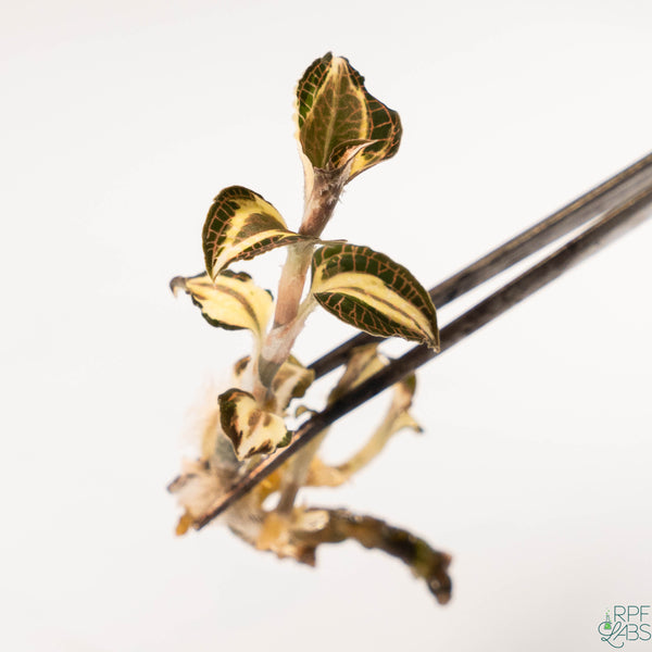 Anoectochilus sp. 'White Center' TC Plantlet