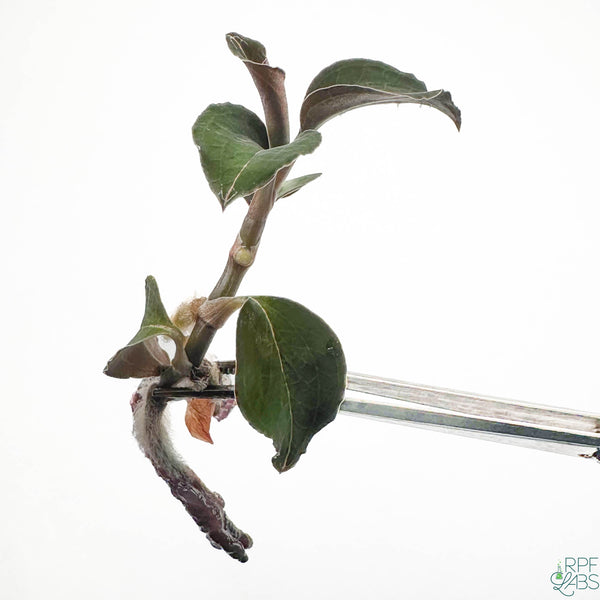 Anoectochilus sp. 'Wizard of Oz' TC Plantlet