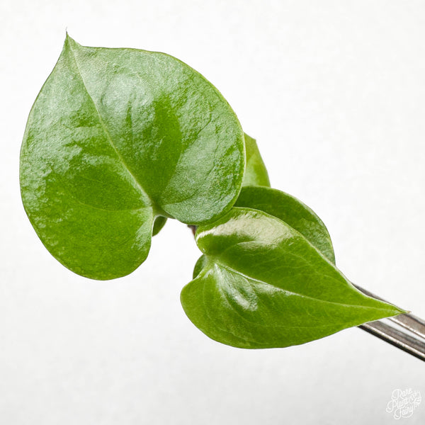 Anthurium 'Renaissance' TC Plantlet