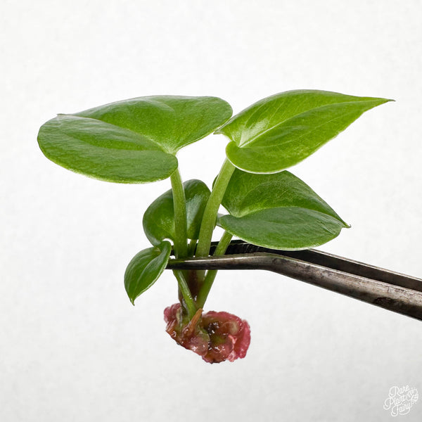 Anthurium 'Renaissance' TC Plantlet