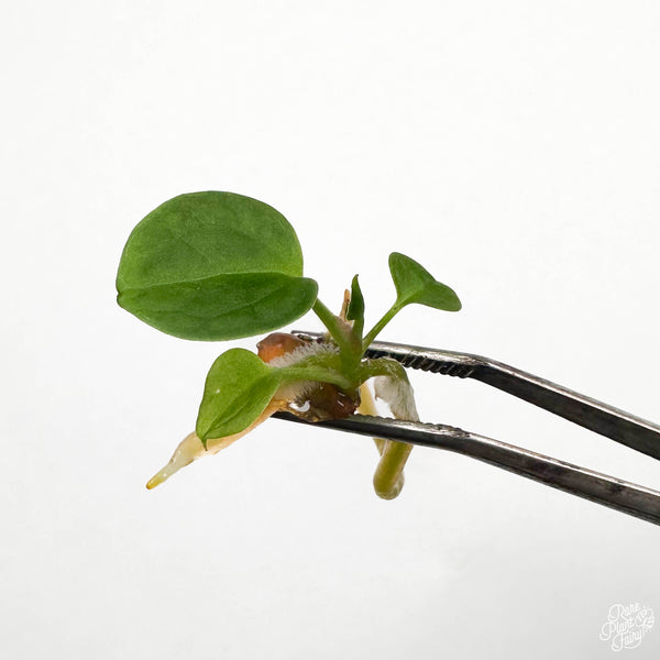 Anthurium clarinervium TC Plantlet