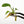 Anthurium clarinervium TC Plantlet
