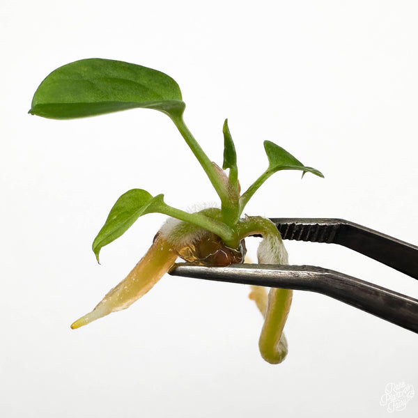 Anthurium clarinervium TC Plantlet
