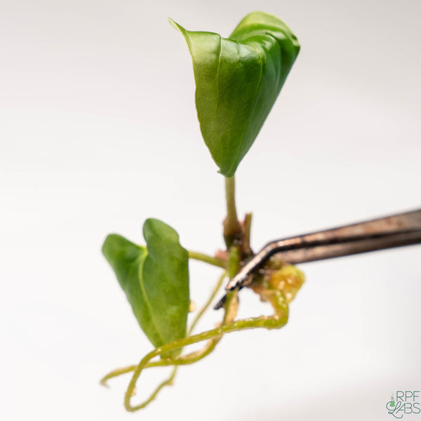 Anthurium Red Crystallinum x Antolakii 'BVEP' TC Plantlet