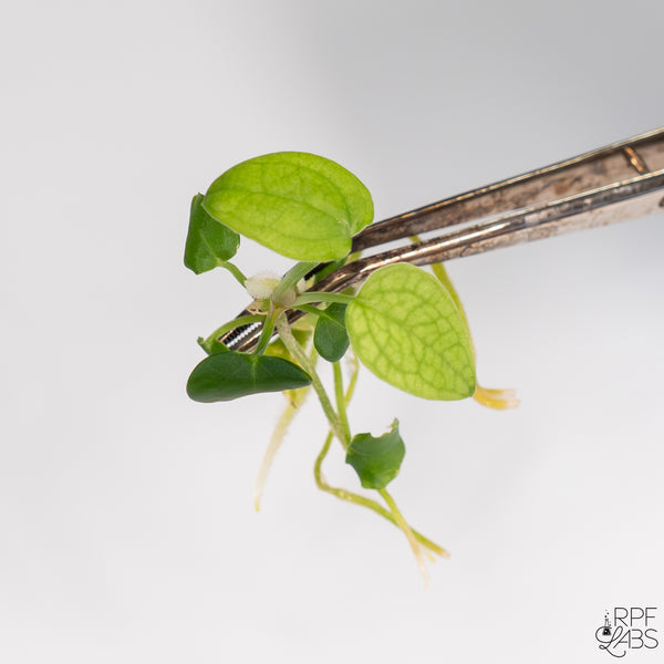 Anthurium 'Forgetii' TC Plantlet