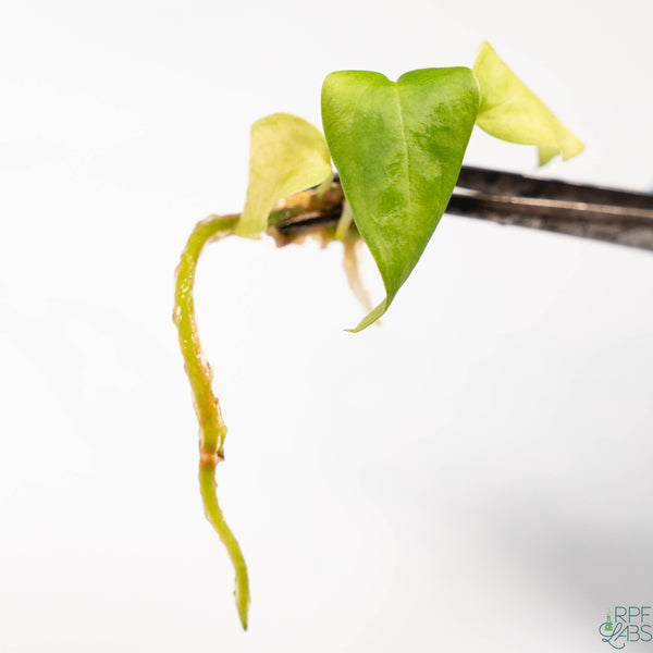 Anthurium magnificum x 'Ace of Spades' TC Plantlet