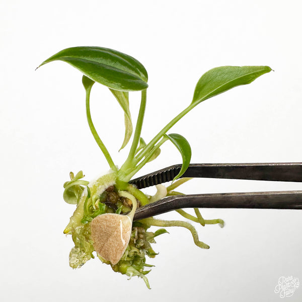 Anthurium Veitchii 'King' TC Plantlet