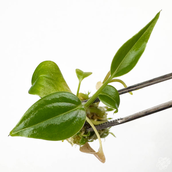 Anthurium Veitchii 'King' TC Plantlet