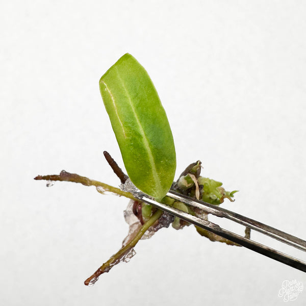 Anthurium Waroqueanum 'Queen' TC Plantlet