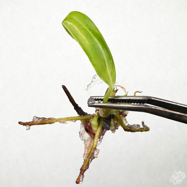 Anthurium Waroqueanum 'Queen' TC Plantlet