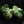 Monstera 'Bulbasaur' TC Plantlet