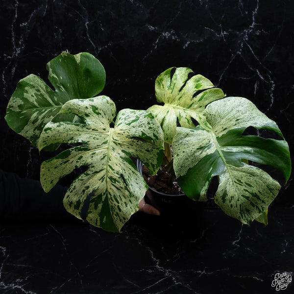 Monstera 'Bulbasaur' TC Plantlet