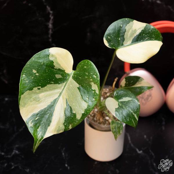 Monstera deliciosa 'Thai Constellation' TC Plantlet