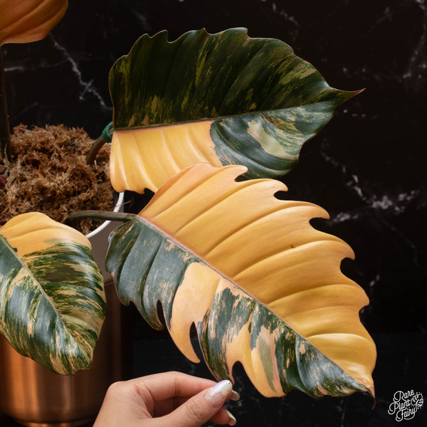 Philodendron 'Caramel Marble' TC Plantlet