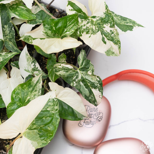 Syngonium podophyllum Albo Variegated TC Plantlet