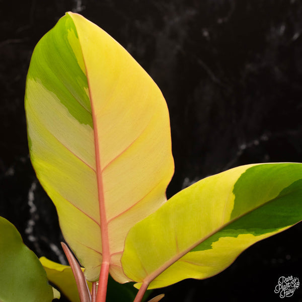 Philodendron 'Jungle Fever' Variegated TC Plantlet